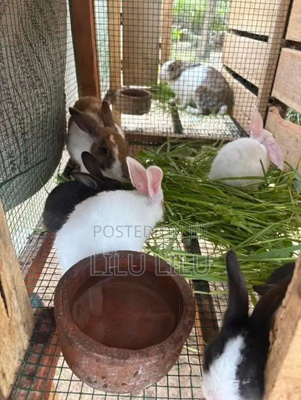 Rabbits