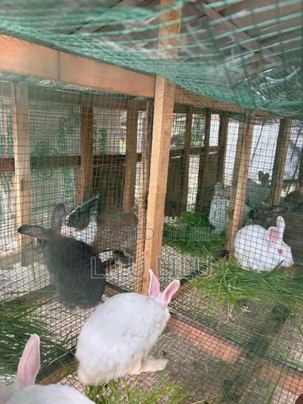 Rabbits