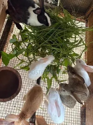 Rabbits
