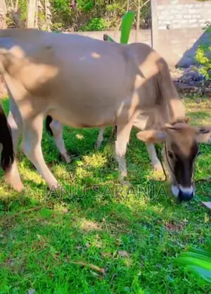 Jersey Cow