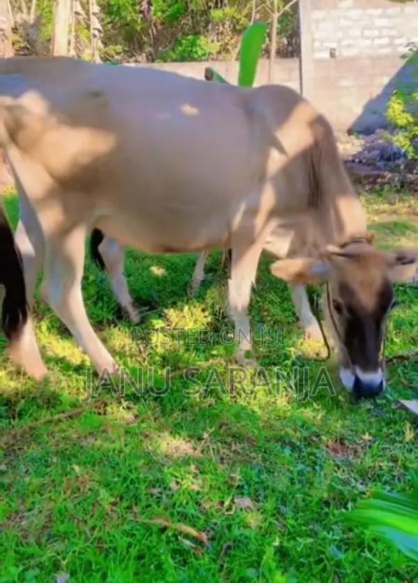 Jersey Cow