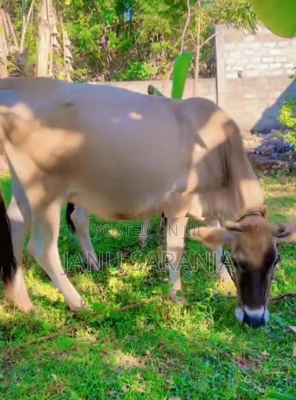 Jersey Cow