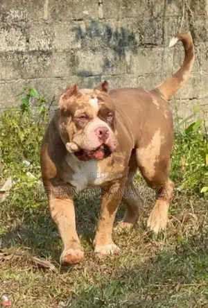 American Bully Puppies XL