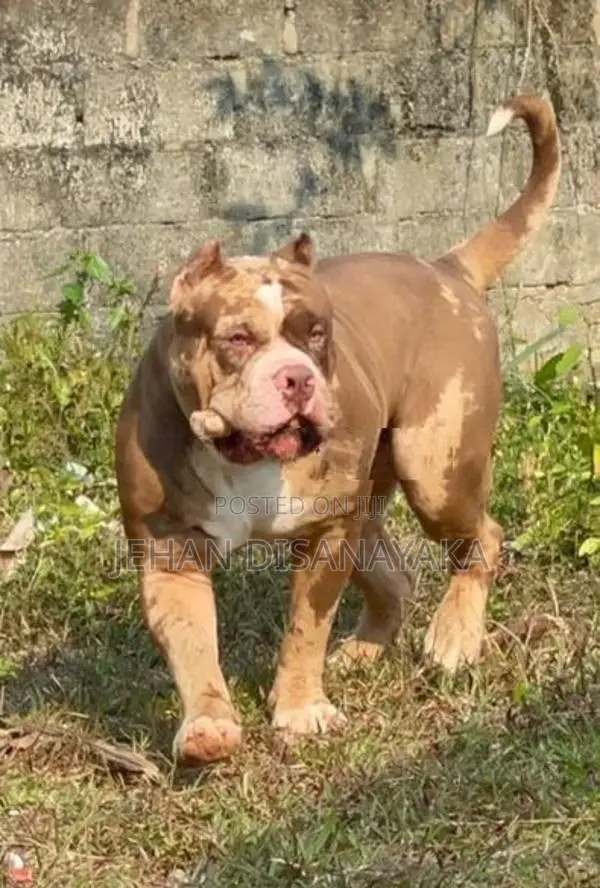 American Bully Puppies XL