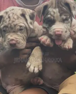 American Bully Puppies XL