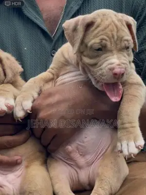 American Bully Puppies XL