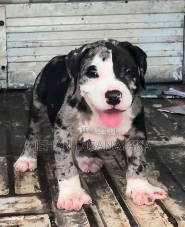 American Bully Puppies XL