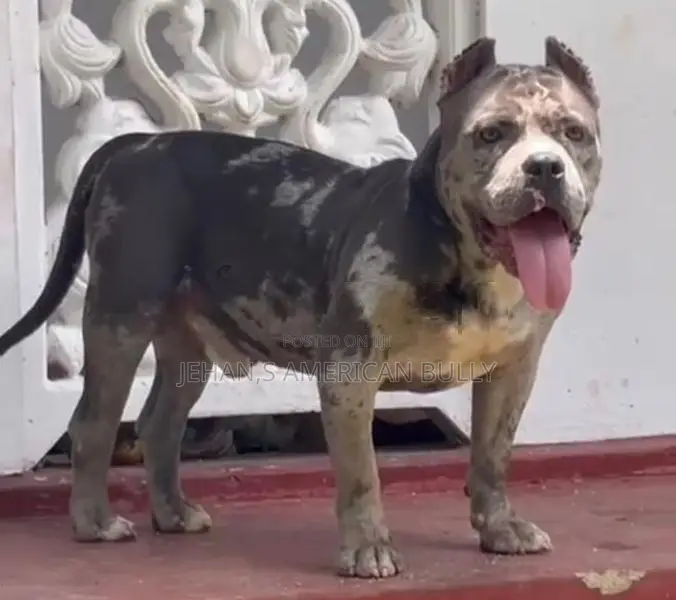 American Bully Male Dog