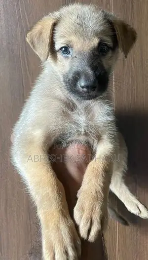 German Shepherd Puppies