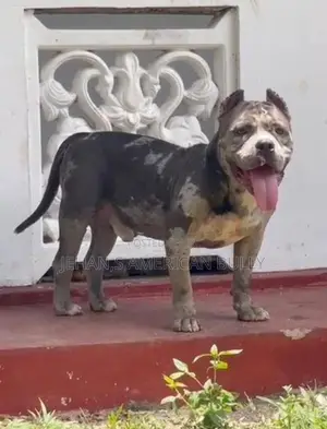 American Bully Male Dog