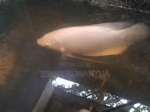 Gurami Fish