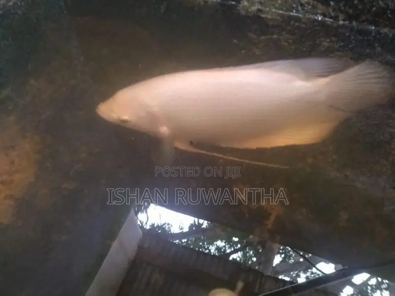 Gurami Fish