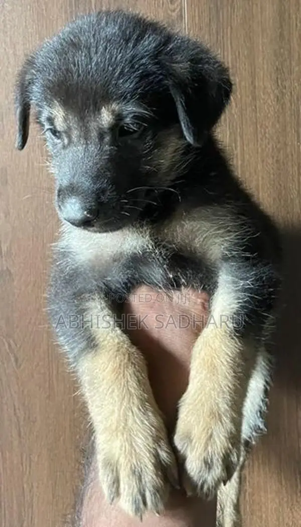 German Shepherd Puppies