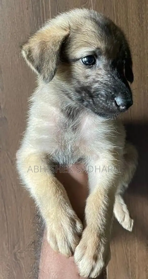 German Shepherd Puppies