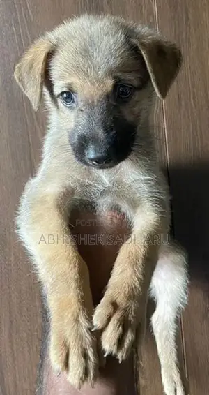 German Shepherd Puppies