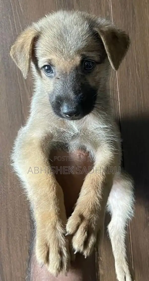 German Shepherd Puppies