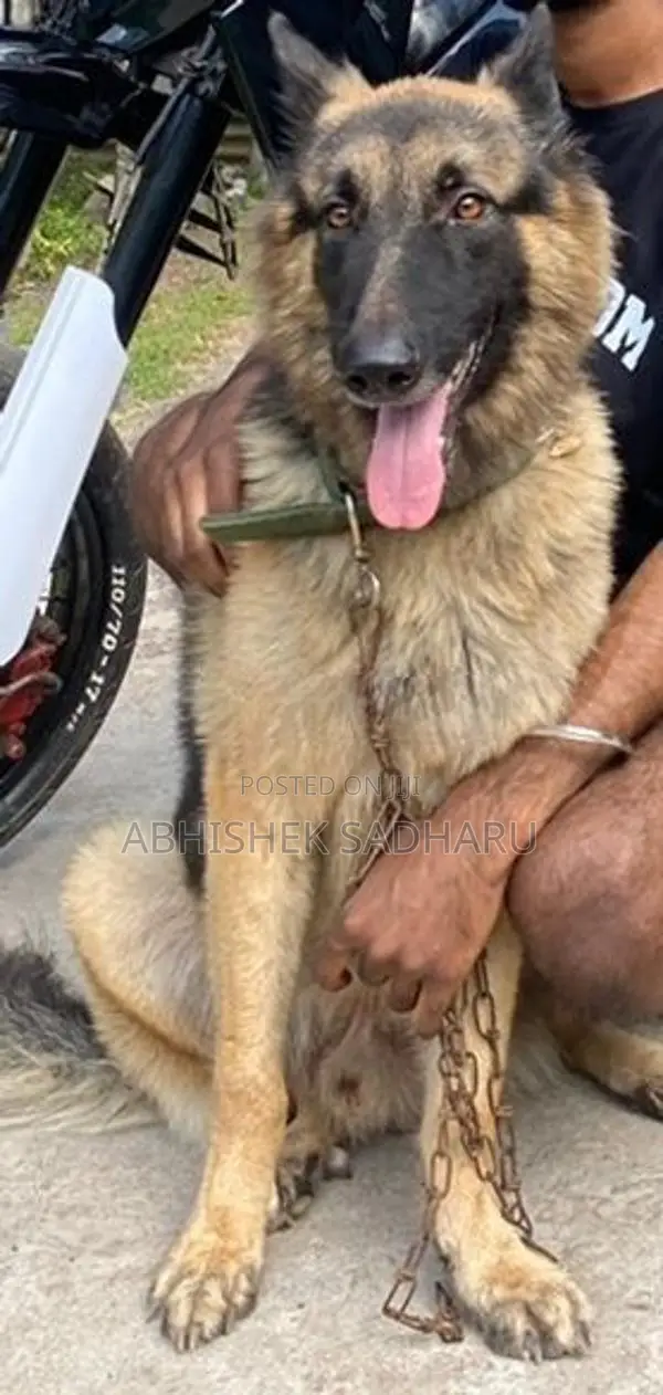 German Shepherd Puppies