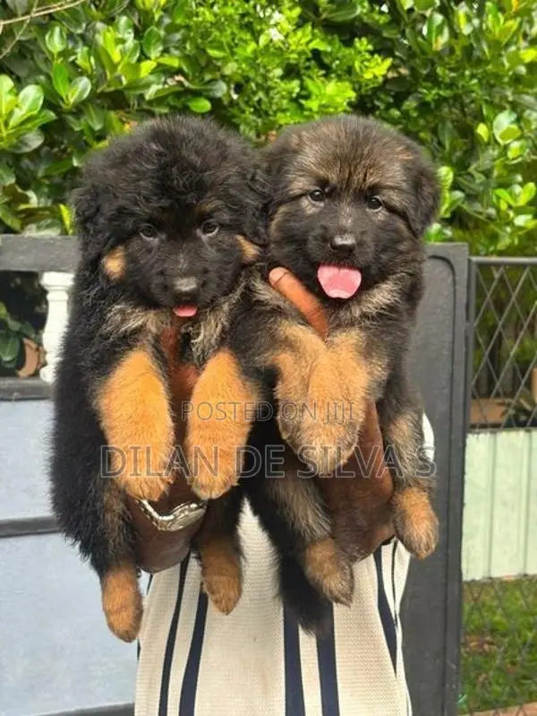 German Shepherd Puppies