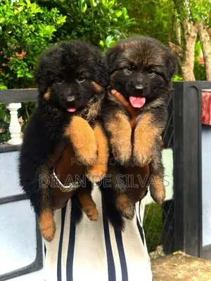 German Shepherd Puppies
