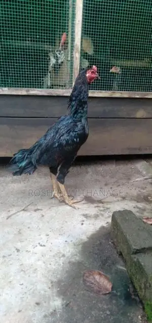 කිකිළියන්