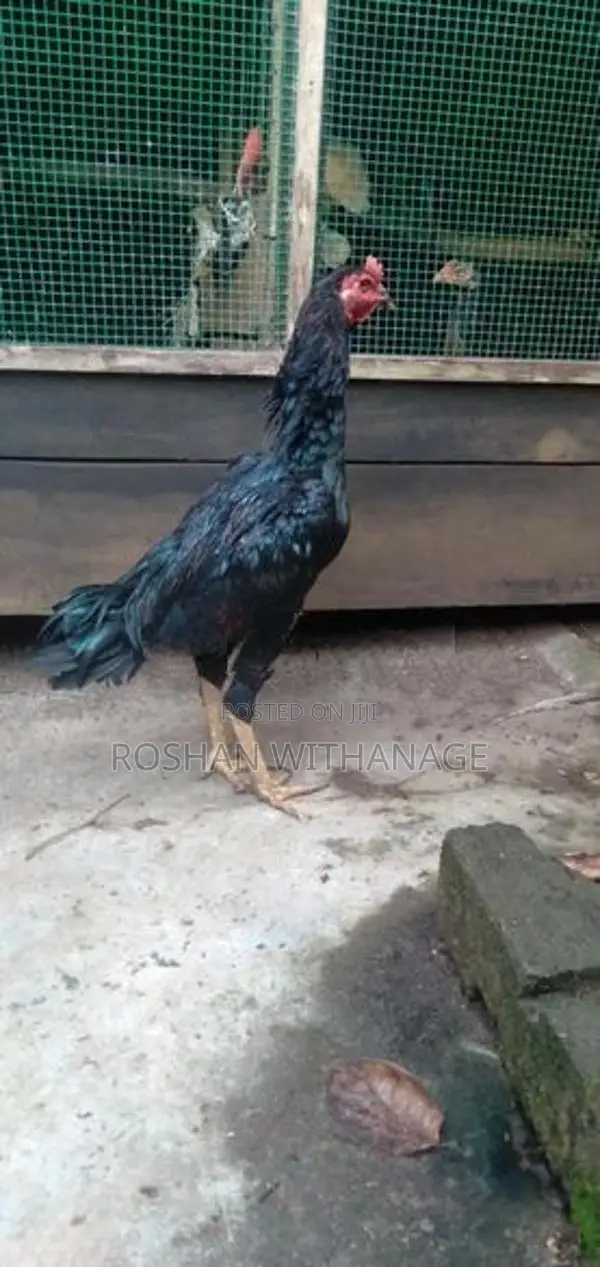 කිකිළියන්