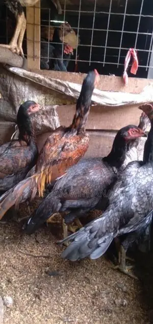 කිකිළියන්