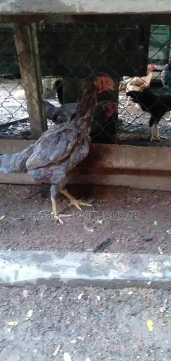 කිකිළියන්