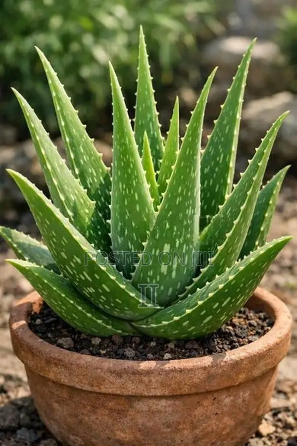 Aloe Vera Plant