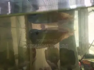 Arowana Fish