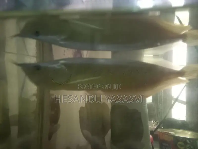 Arowana Fish