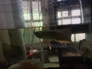 Arowana Fish
