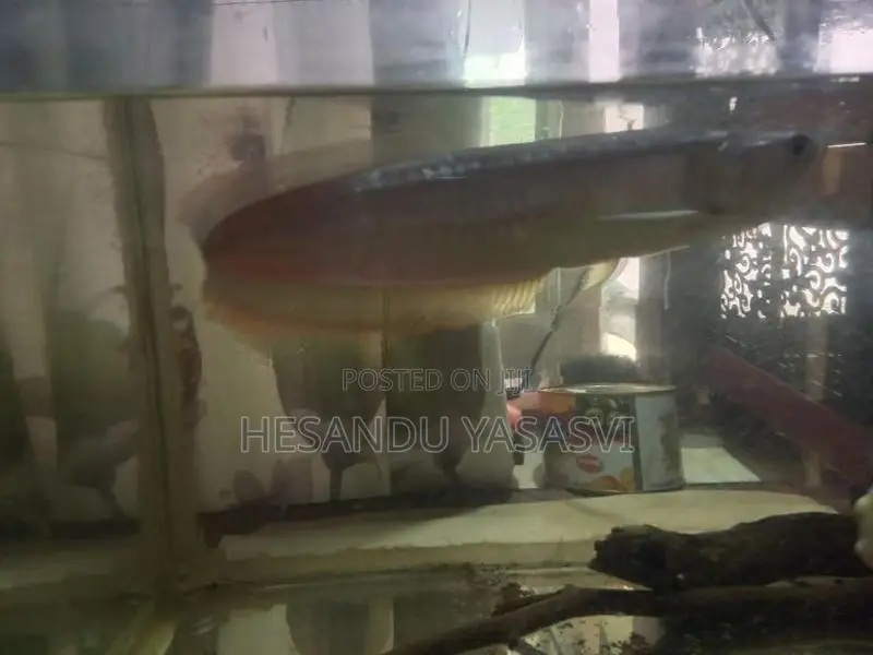 Arowana Fish