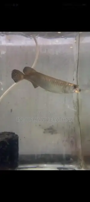 Pearl Arowana