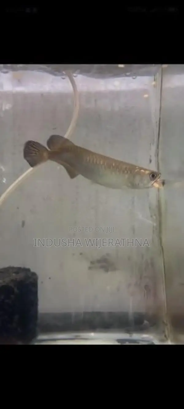Pearl Arowana