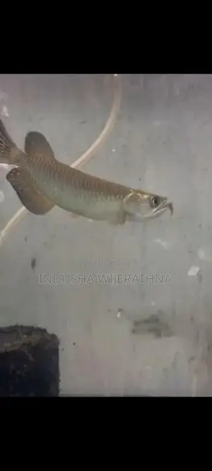 Pearl Arowana