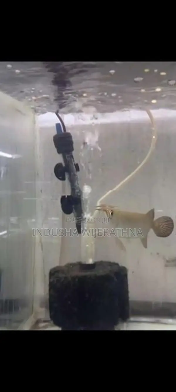 Pearl Arowana