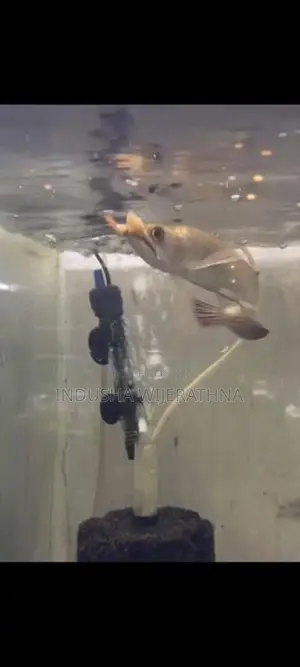 Pearl Arowana
