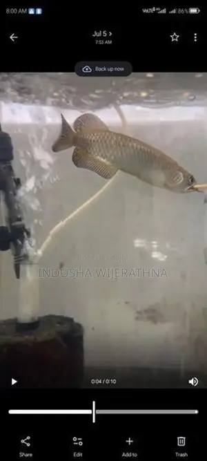 Pearl Arowana