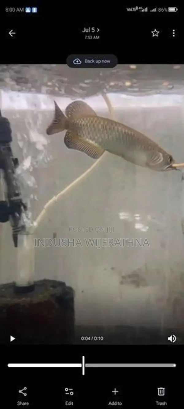 Pearl Arowana