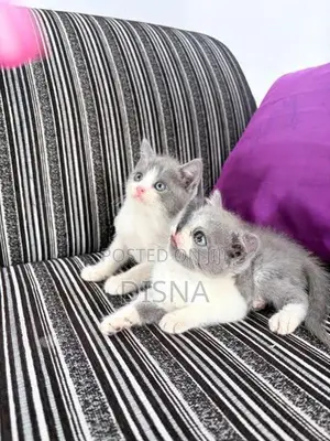 British Shorthair Cat / Kitten