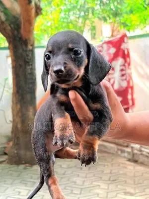 Dachshund Puppies