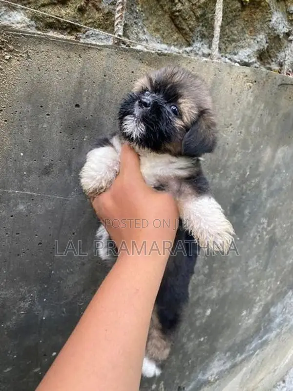 Shihtzu Puppies