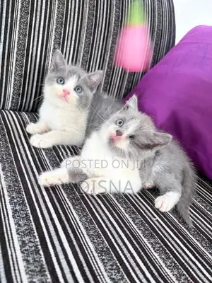 British Shorthair Cat / Kitten