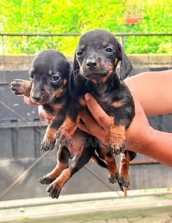 Dachshund Puppies