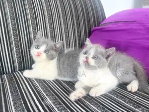British Shorthair Cat / Kitten