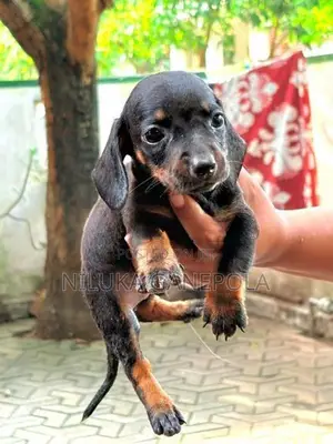 Dachshund Puppies