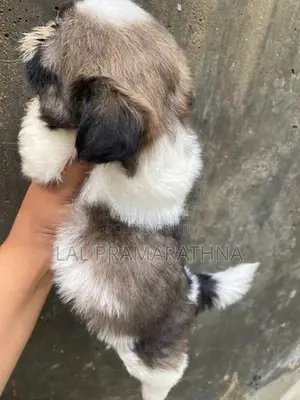 Shihtzu Puppies