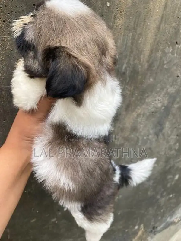 Shihtzu Puppies