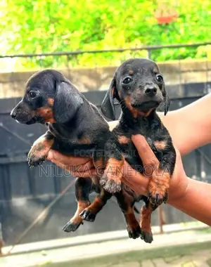 Dachshund Puppies