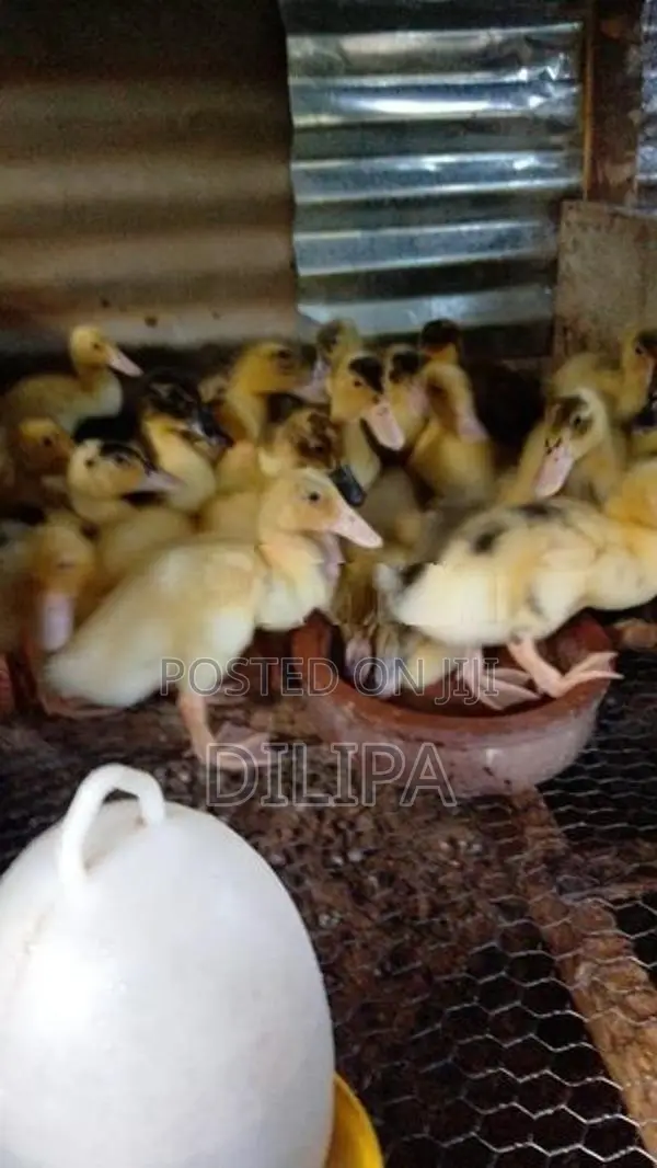 තාරාවන්